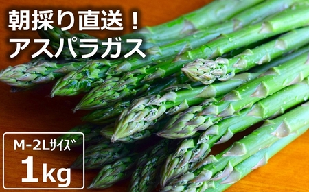 【数量・期間限定】やたらうんめぇ アスパラガス 1kg M～2Lサイズ混合 水田環境鑑定士在籍[Y0014]