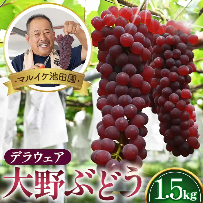 5時収穫の朝摘み産直【マルイケ池田園】大野ぶどう（デラウェア）1.5kg No.248