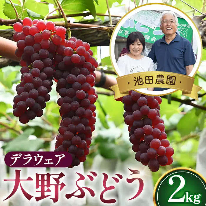 【人気につき100セット限定】池田農園の大野ぶどう（デラウェア）約2kg No.250