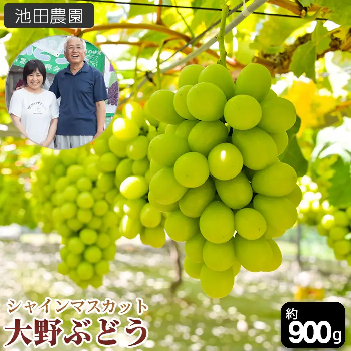 池田農園の大野ぶどう（シャインマスカット）約900g No.251