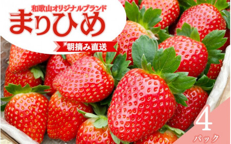 【先行予約】特大まりひめ いちご 朝摘 6個～11個入り×4パック2027年1月中旬～2027年3月末頃に順次発送予定（お届け日指定不可）/ いちご 苺 まりひめ 和歌山 フルーツ 果物 くだもの【kiy004A】