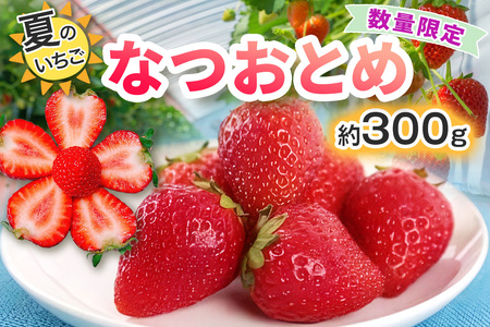[期間限定／数量限定] 夏のいちご「なつおとめ」天空の高原いちご プレミアムギフト 計300g 贈答用 化粧箱入り 約2人分 いちご フルーツ 果物 [0366]