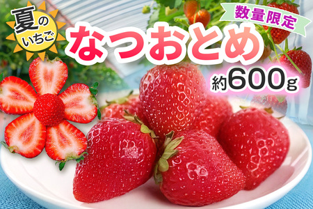 [期間限定／数量限定] 夏のいちご「なつおとめ」天空の高原いちご プレミアムギフト 計600g 贈答用 化粧箱入り 約4人分 いちご フルーツ 果物 [0367]