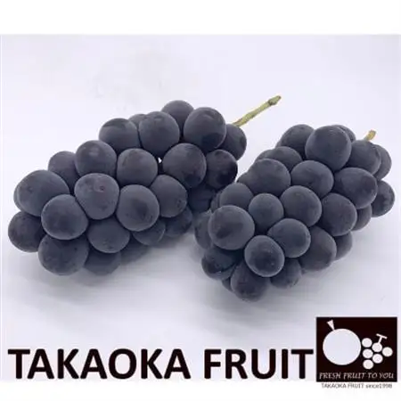 「産地より信州中野の旬をお届け」 種なし巨峰　贈答用　約1kg　【配送不可地域：離島】【1311063】