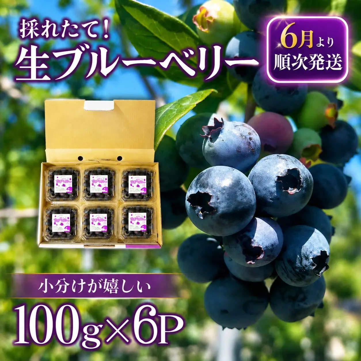 【2週間配送】ブルーベリー 600g（100×6パック）  生ブルーベリー 手摘み 大粒 フルーツ 果物 人気 徳島県 小松島市