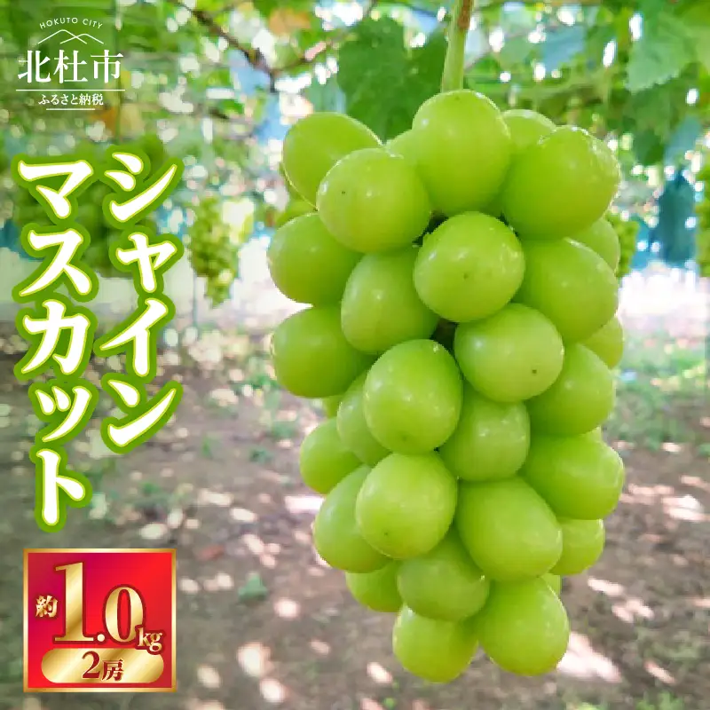 【2026年先行予約】北杜市白州 名水の里のシャインマスカット 約1kg(2房) ご家庭用 [h222]