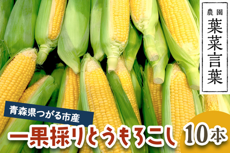 葉菜言葉の一果採りとうもろこし (10本 約3.5kg) 令和8年産 [0639]