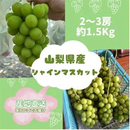 【2026年9月発送予定】シャインマスカット2~3房(約1.5kg)【配送不可地域：離島】【1508023】