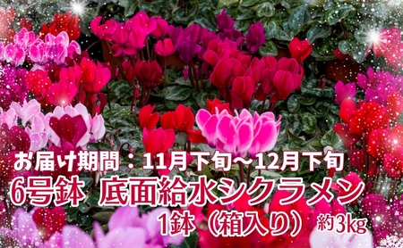 6号鉢 底面給水 シクラメン 1鉢（箱入り） 
