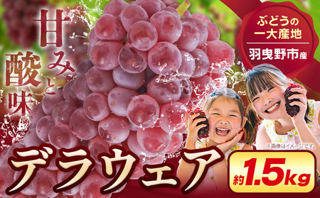 デラウェア 厳選デラウェア 約1.5kg