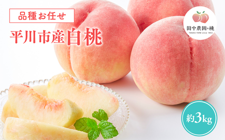 先行予約≪8月～9月発送予定≫  品種お任せ 平川市産 白桃 約3kg 【青森県 平川市 田中農園】フルーツ 果物 桃 もも モモ 白桃 ピーチ はくとう お取り寄せ 先行予約 旬 おまかせ［hi-0039-003］ 