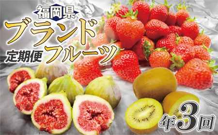 【年3回春夏秋】福岡ブランドフルーツ定期便（3～4・8～9・11月）【随時開始】[H5410]