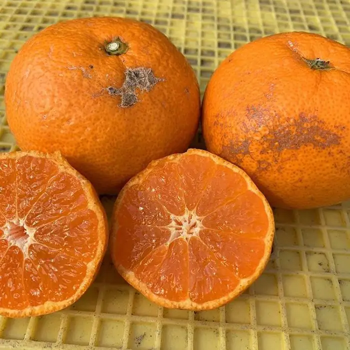 越冬本貯蔵 丹生みかん（にゅうけい） 約10kg  家庭用 混合サイズ ［高糖系］［マルシ農園］