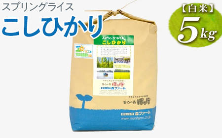 スプリングライス こしひかり (白米)5kg | 米 こめ コメ ご飯 単一米 国産 茨城県産 _BI25