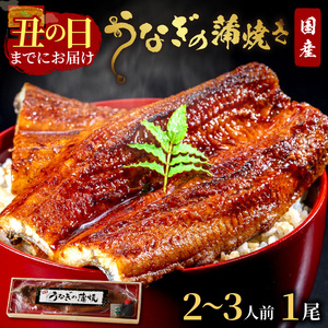 【土用の丑の日までに届く！】うなぎの蒲焼き2～3人前(1尾)｜鰻うなぎ