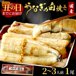 【土用の丑の日までに届く！】うなぎの白焼き2～3人前(1尾) ふるさと納税 ウナギ 鰻 白焼 しらやき タレ 国産 うなぎ 鰻 惣菜 京都 ギフト 贈り物 お祝い