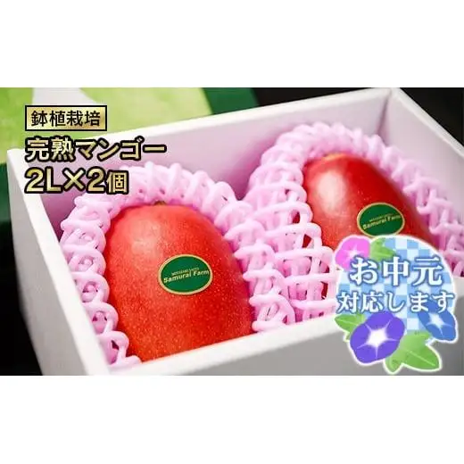 【お中元ギフト】鉢植栽培 西都産完熟マンゴー 2L×2個 宮崎県西都産 サムライファーム＜24-1a＞宮崎マンゴー 果物 フルーツ 甘い