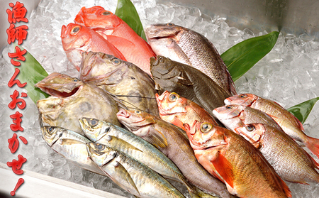 【光勝丸】漁師さんのおまかせ鮮魚セット