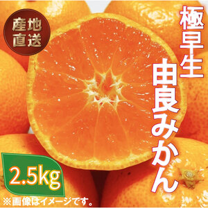 極早生 みかん 由良 約 2.5kg 訳あり みかん