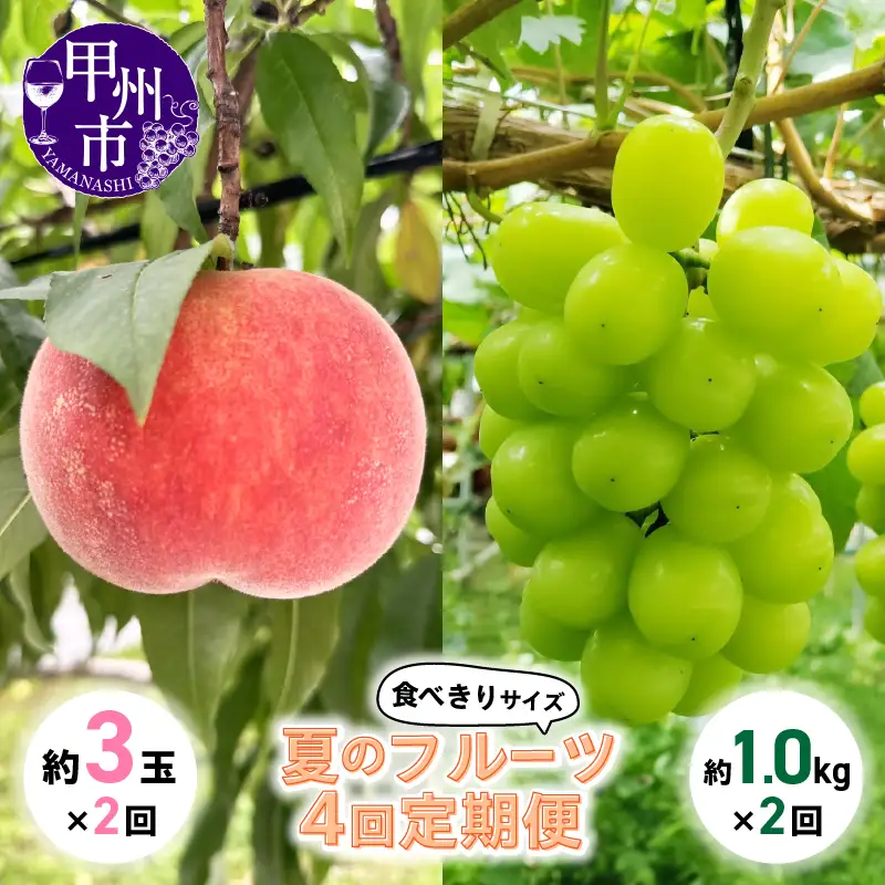 【定期便】食べきりサイズ 夏のフルーツ4回定期便【2026年発送】（KSB）D6-130 【桃 もも モモ シャインマスカット 葡萄 ぶどう ブドウ 令和8年発送 期間限定 山梨県産 甲州市 フルーツ 果物】