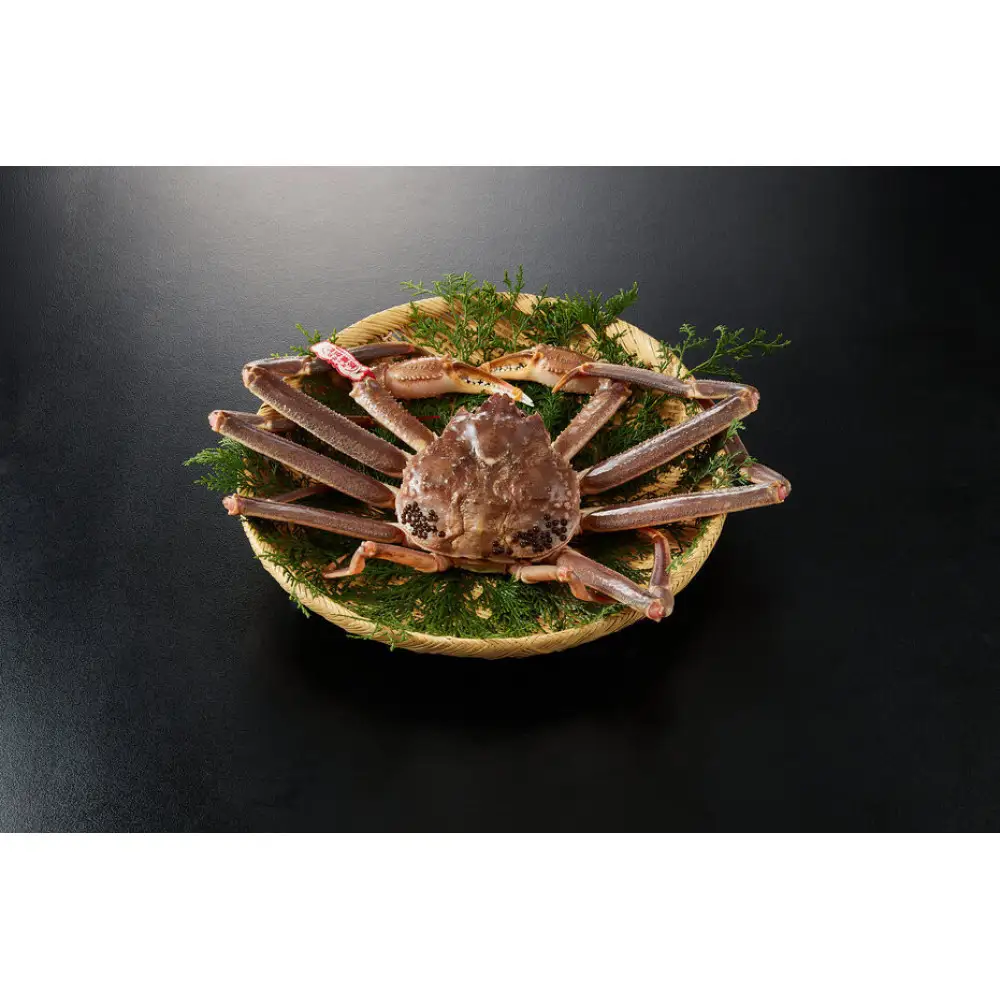 ＜11月中旬～3月中旬発送予定＞＜期間限定＞活松葉ガニ 特々大 1.2kg以上