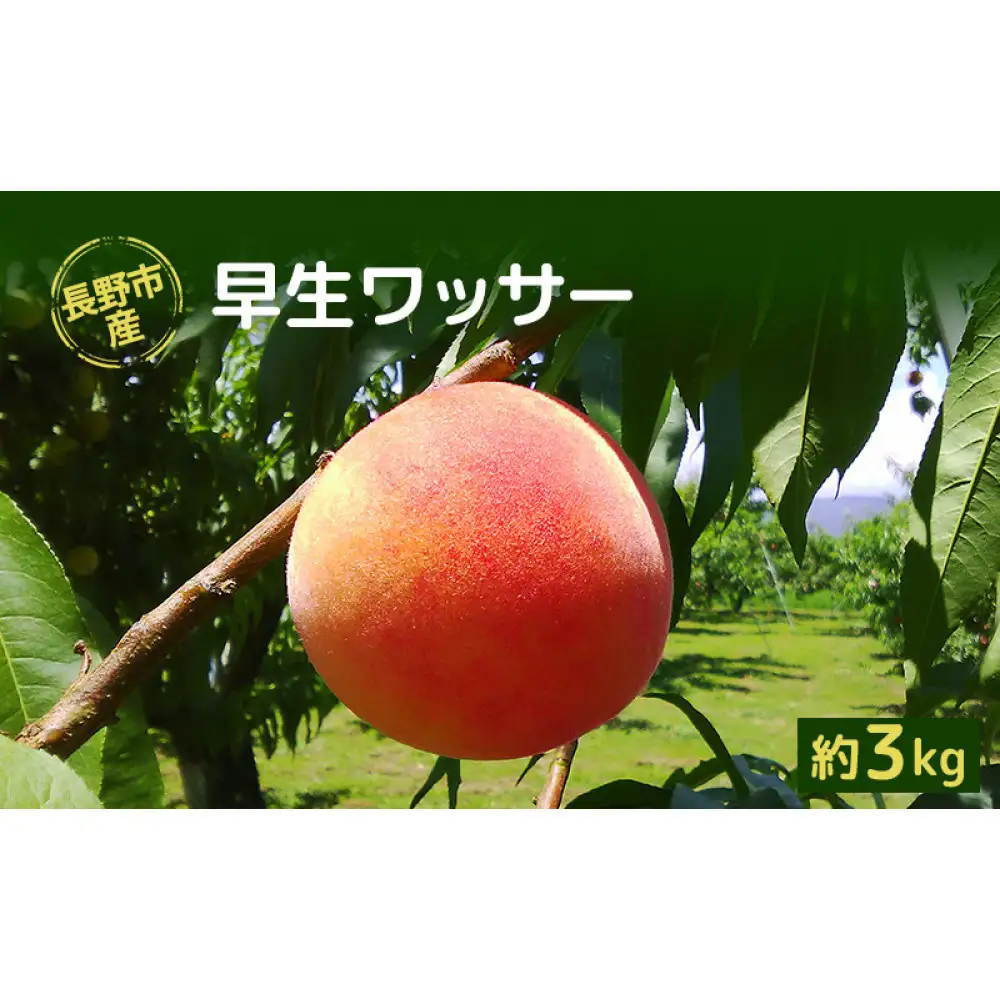 長野市産早生ワッサー約3kg(8~10個) | 桃 フルーツ 果物 桃