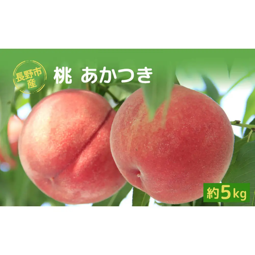 長野市産桃「あかつき」約5kg（11～18個） | 桃