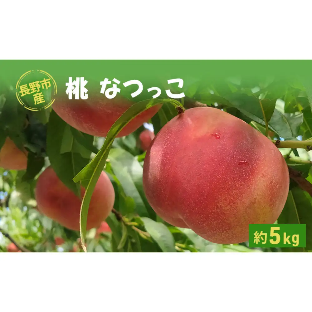 長野市産桃「なつっこ」約5kg(10～16個） | 桃