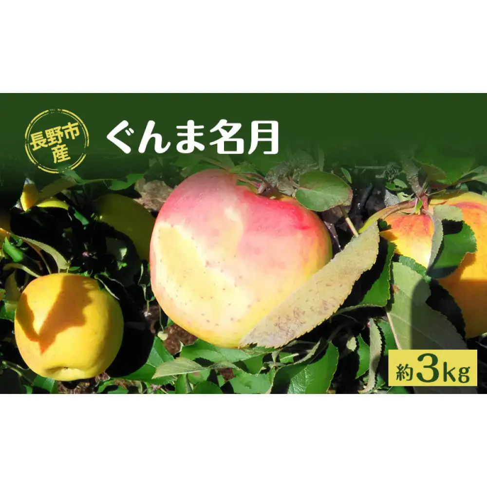 長野市産「ぐんま名月」約3kg（8～10玉）  | りんご フルーツ 果物 りんご