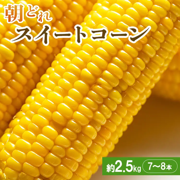 とうもろこし 朝どれスイートコーン2.5kg以上(7～8本) 【2026年5月下旬より順次配送分】 トウモロコシ sy-0001