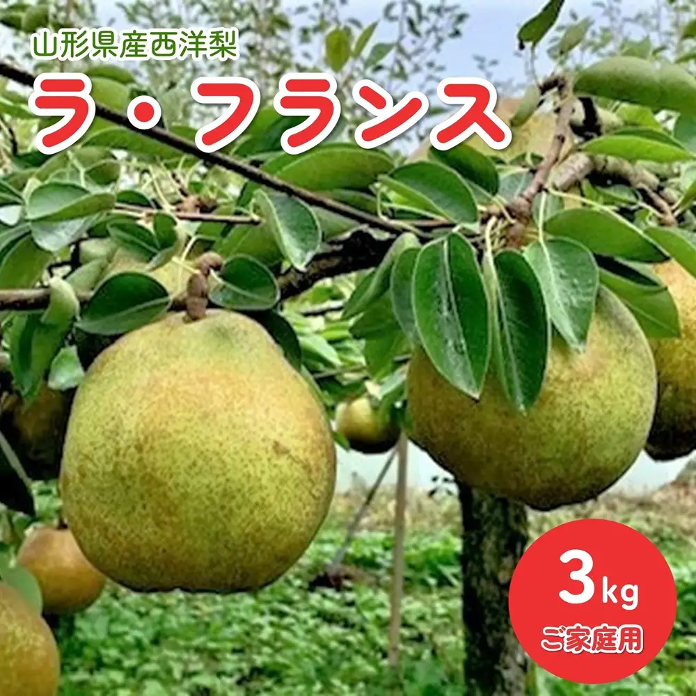西洋梨（ラ・フランス）３ｋｇ　ご家庭用　0010-2603