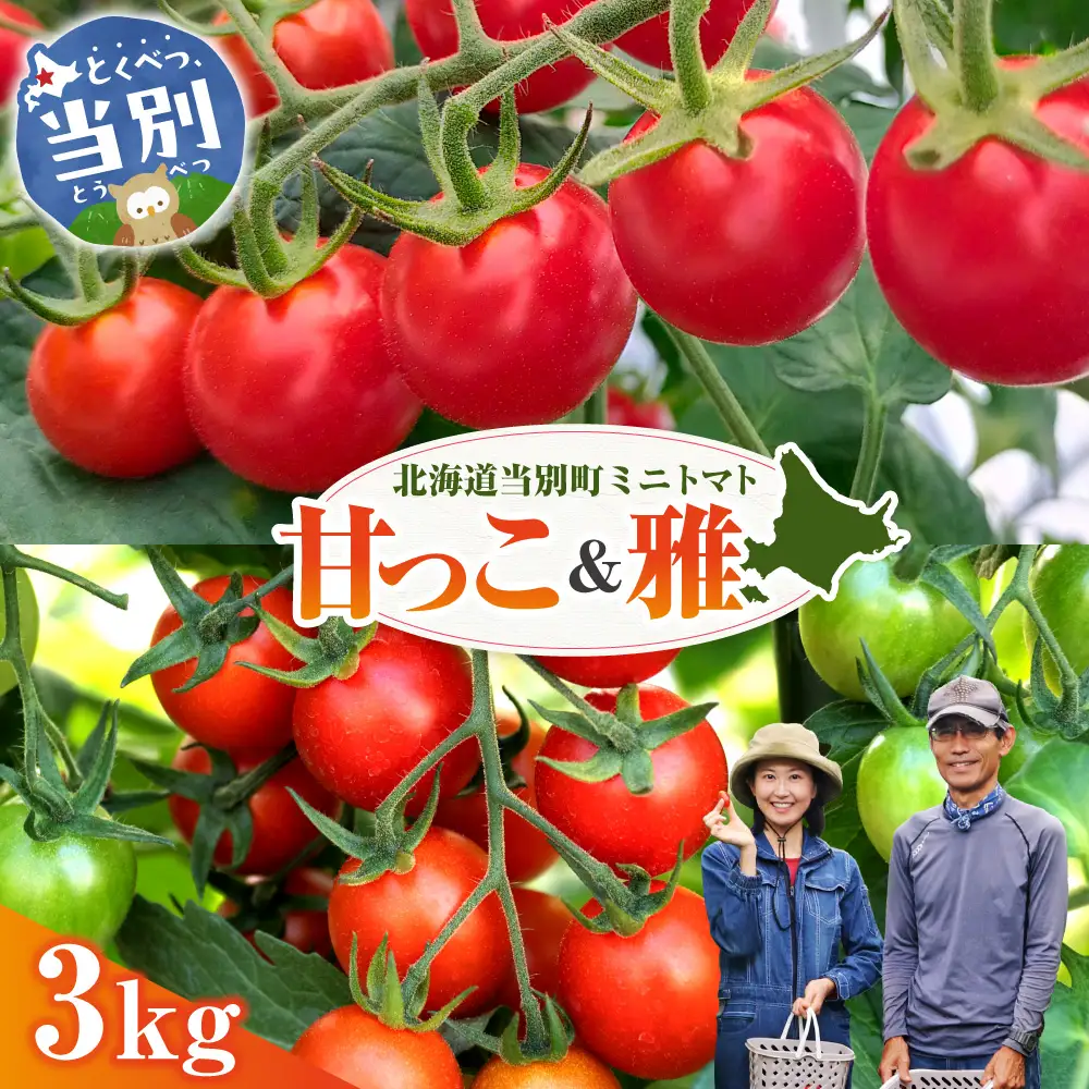 北海道当別町産化学農薬不使用ミニトマト：甘っ子 1.5kg 雅 1.5kg 計3kg 北海道産 トマト 野菜 大容量 北海道 当別町