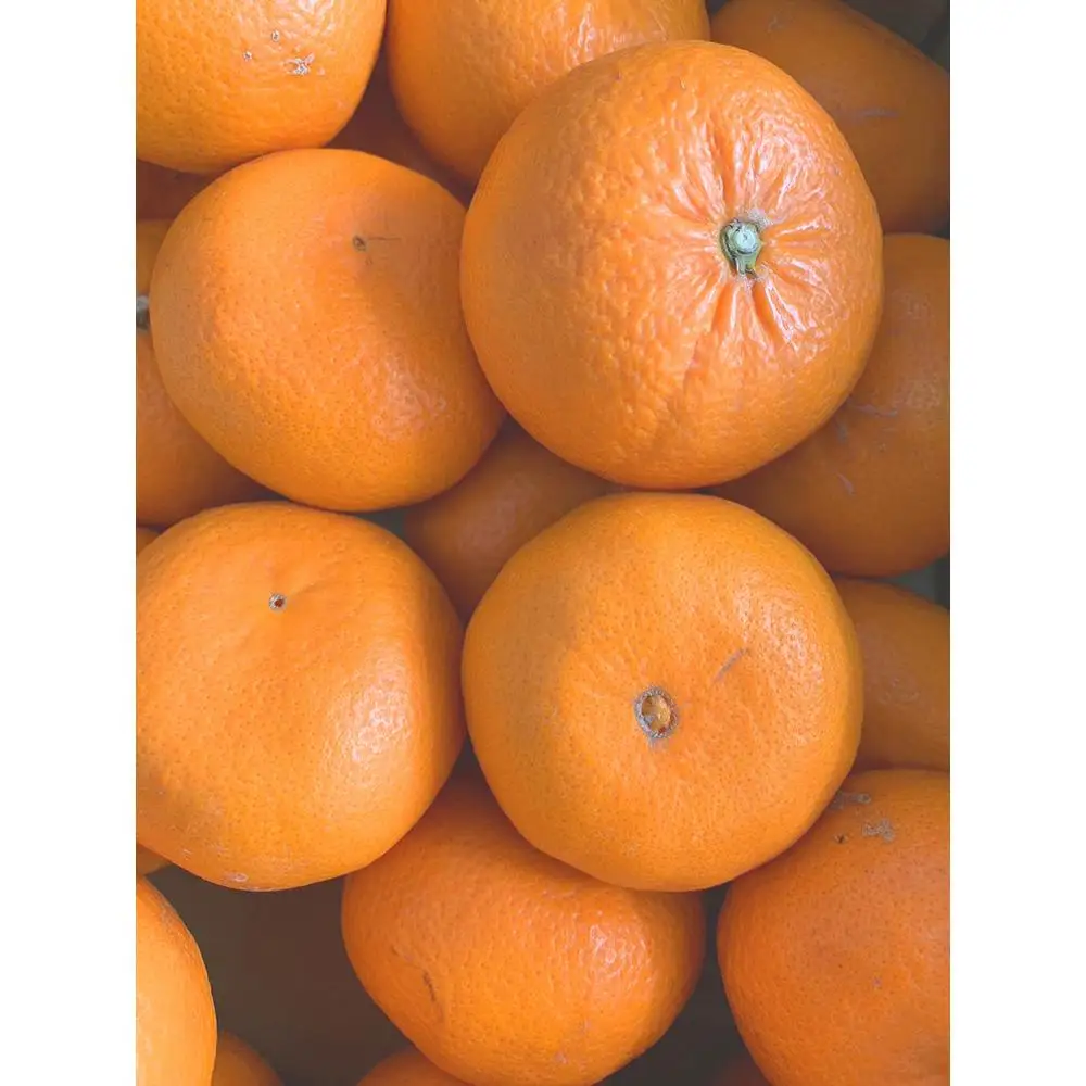 麗紅柑（れいこう）赤秀品 S～2Lサイズ 3kg
