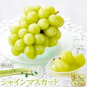 ぶどう 2026年 シャイン マスカット 3～5房 合計約2kg  種無し ブドウ 葡萄 岡山市産 国産 フルーツ 果物 渡邊農園