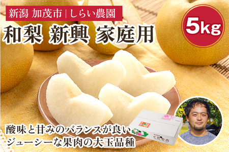 【2026年先行予約】しらい農園の和梨 新興 家庭用5kg（6～16玉）《10月下旬～順次発送》 果実 フルーツ 訳あり 甘くてジューシーな梨 なし 新興 しんこう 加茂市 しらい農園