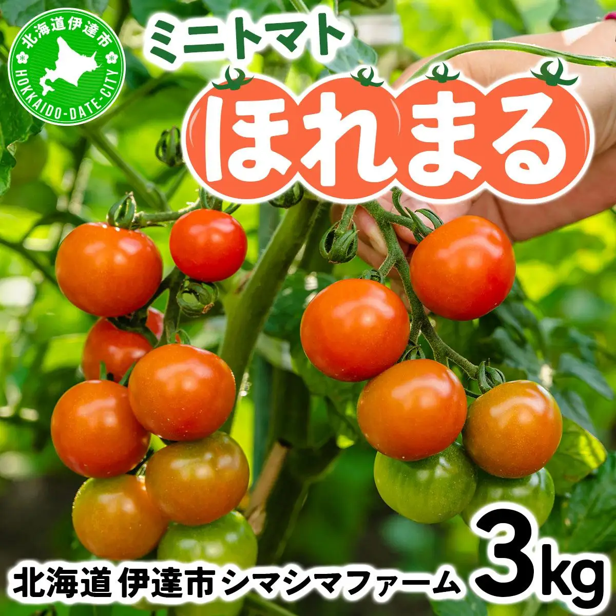 【 2026年発送 】 先行予約 北海道 伊達市 ミニトマト ほれまる 3kg 【オンライン決済限定】55250962