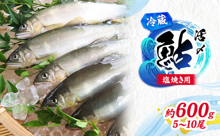 【先行予約】塩焼き用 活〆鮎 約600g （5尾～10尾）| 鮎※北海道・沖縄・離島への配送不可 ※2026年7月上旬～9月中旬頃に順次発送予定