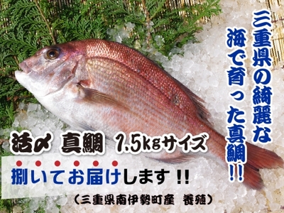 （冷蔵） 真鯛 捌いてお届け （ 三枚おろし スキンレス ） ／ マルカ水産 活〆 真空パック アラ お刺身 しゃぶしゃぶ お造り 煮物 お吸い物 縁起物 三重県 南伊勢町