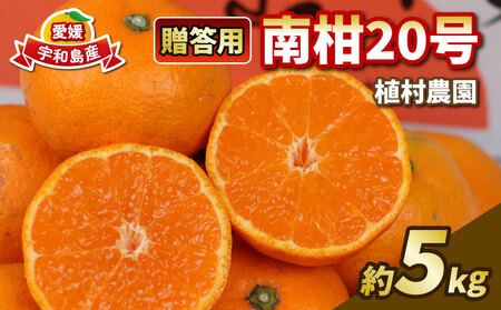 贈答用 南柑20号 5kg 植村農園 先行予約 温州 温州みかん みかん 果物 くだもの フルーツ 柑橘 蜜柑 贈答 ギフト プレゼント 農家直送 産地直送 数量限定 国産 愛媛 宇和島 B010-153009