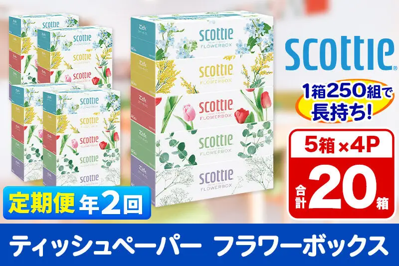 《6ヶ月ごとに2回お届け》定期便 ティッシュペーパー スコッティ フラワーボックス250組 20箱(5箱×4パック) ティッシュ 秋田市オリジナル 新生活
