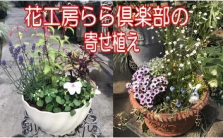 東北最大級のガーデニング専門店 厳選 『季節の寄せ植え』 4種類 ～ 6種類 【花工房らら倶楽部】 花 生花 フラワー 植物 観葉植物 寄せ植え 季節 鉢植え 鉢 ポット ガーデニング 庭 玄関 ベランダ 国産 産地直送 期間限定 人気 おすすめ 予約 早期予約 先行予約 [V-003-B]