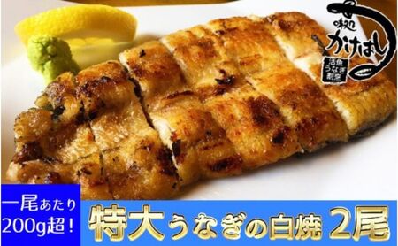 心に染みる「かけはし」の味 特大 うなぎの白焼き 2尾 鰻 