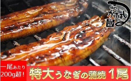 心に染みる「かけはし」の味 特大 うなぎの蒲焼き 1尾 鰻 