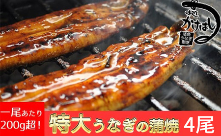 心に染みる「かけはし」の味 特大 うなぎの蒲焼き 4尾 鰻 