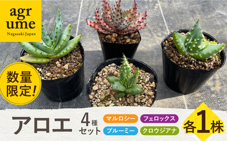 【数量限定】アロエ4種セット （ブルーミー・フェロックス・クロウジアナ・マルロシー） 長与町/アグリューム[EAI129]  アロエ セット あろえ 植物 グリーン