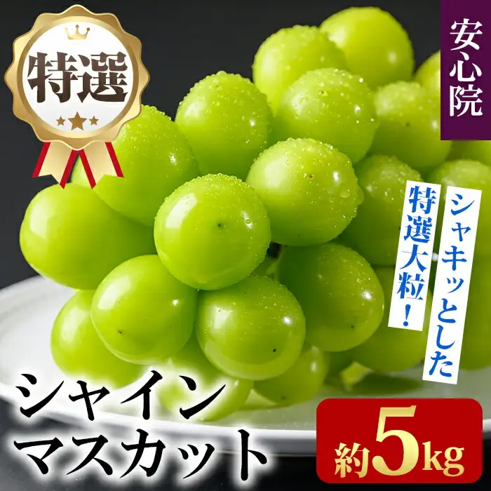 特選シャインマスカット(約5kg)シャインマスカット ぶどう 葡萄 フルーツ 果物 くだもの 果実 特選＜先行予約受付中！2026年8月下旬より順次発送予定＞＜北海道、沖縄、離島配送不可＞【106300700】【大分県農業協同組合　北部エリア】