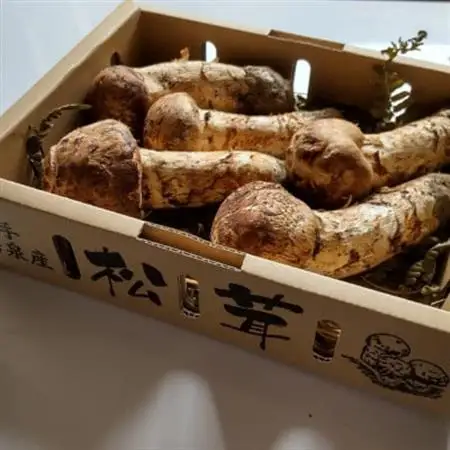 【2026秋発送】産地直送　岩手県岩泉町産まつたけ　お任せつぼみセット1kg_野菜 松茸 きのこ まつたけ マツタケ_【配送不可地域：離島】【1414048】