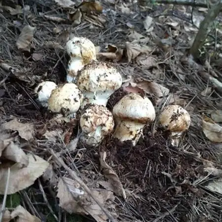 【2026秋発送】産地直送　岩手県岩泉町産まつたけ　ご家庭用不揃いセット300g_野菜 松茸 きのこ まつたけ マツタケ_【配送不可地域：離島】【1414082】