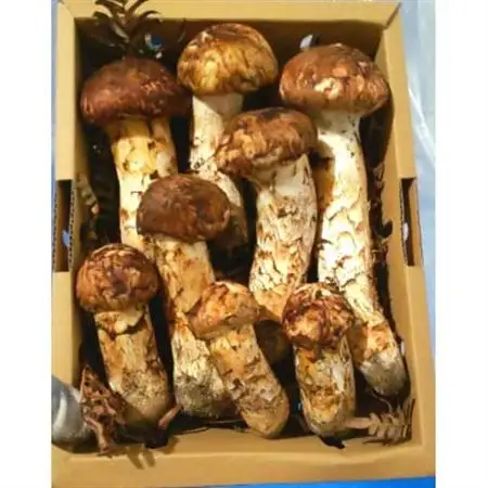 【2026秋発送】産地直送　岩手県岩泉町産まつたけ　ご家庭用不揃いセット1kg_野菜 松茸 きのこ まつたけ マツタケ_【配送不可地域：離島】【1414090】