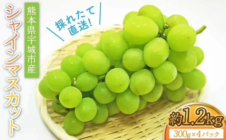 【先行予約】 採れたて直送！シャインマスカット 約1.2kg（300g×4パック入り）【2026年7月中旬～8月中旬頃順次発送予定】熊本県シャインマスカット 宇城市産シャインマスカット シャインマスカット4パック 高級マスカット